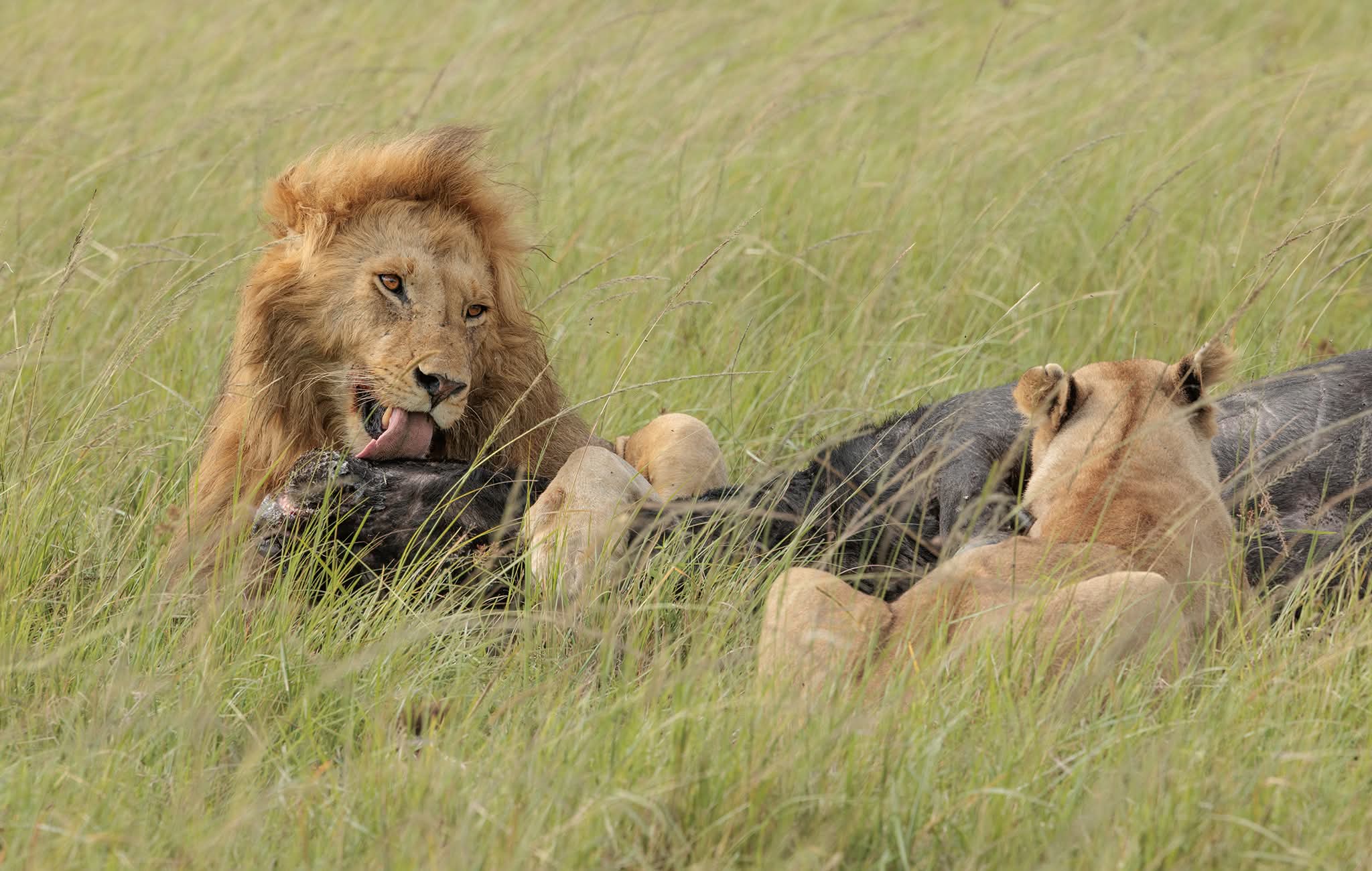 Maasai Mara