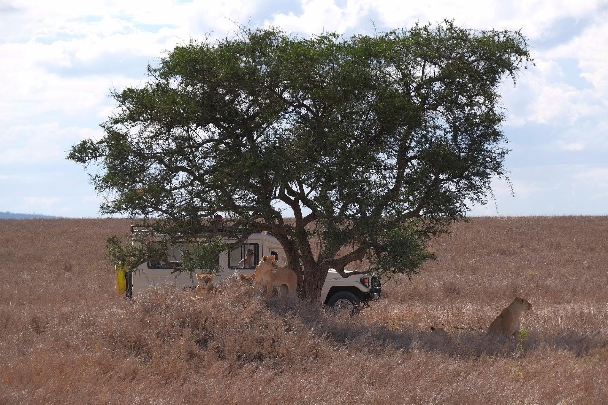 Serengeti & Spice Island Escape