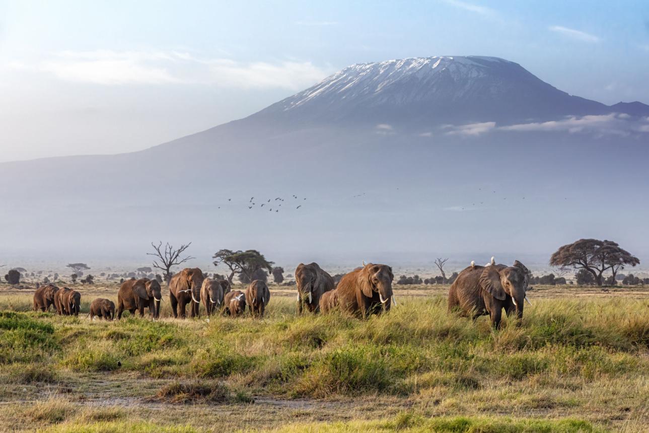AMBOSELI SAFARI