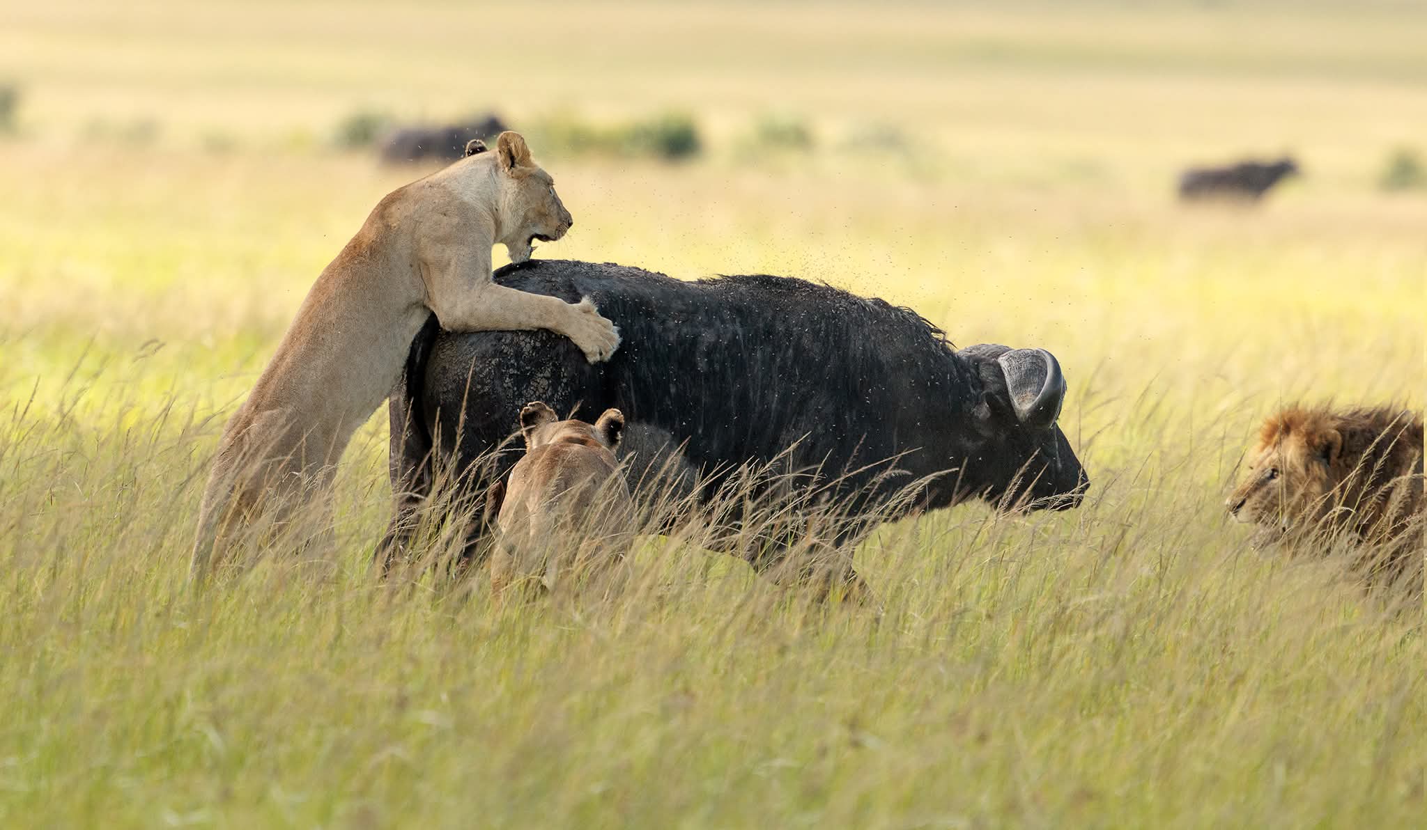 AMBOSELI SAFARI