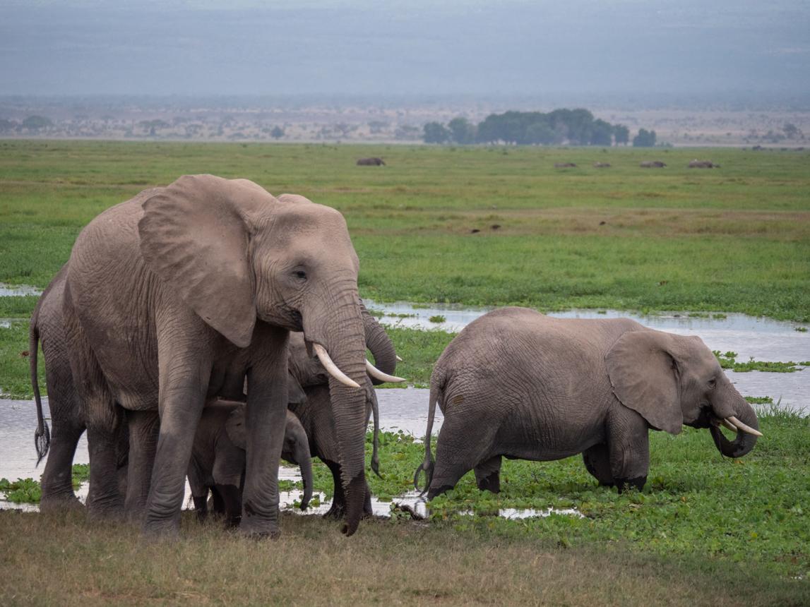 AMBOSELI SAFARI