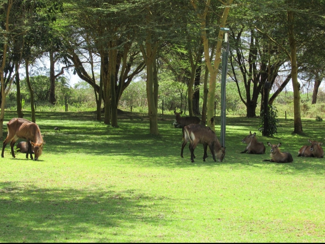 Lake Naivasha Simba Lodge