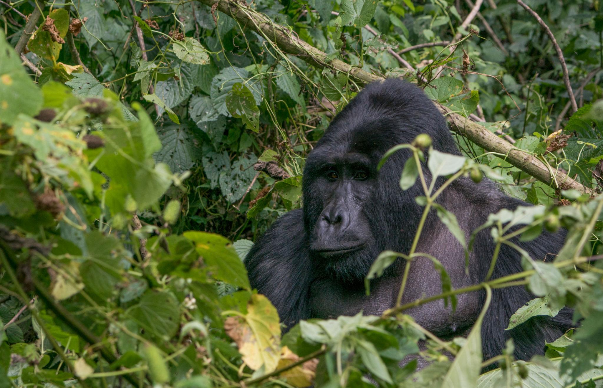 Bwindi Gorilla Trek