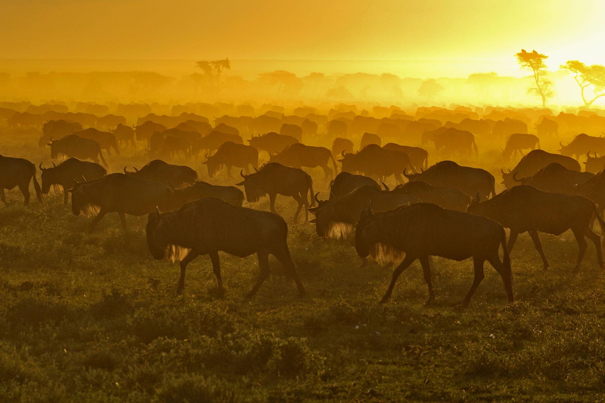 Serengeti & Spice Island Escape