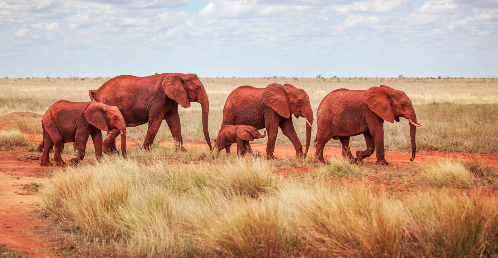 L. Nakuru, Maasai Mara, Amboseli, Tsavo & Diani