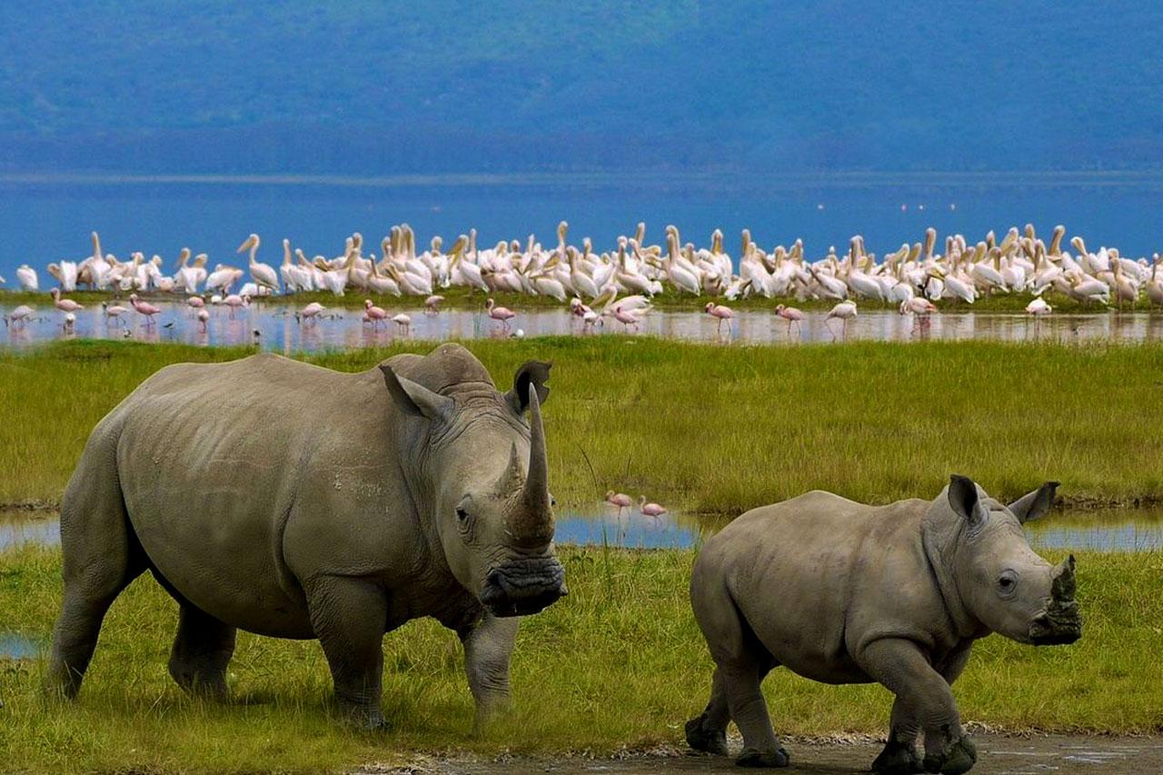 L. Nakuru, Maasai Mara, Amboseli, Tsavo & Diani