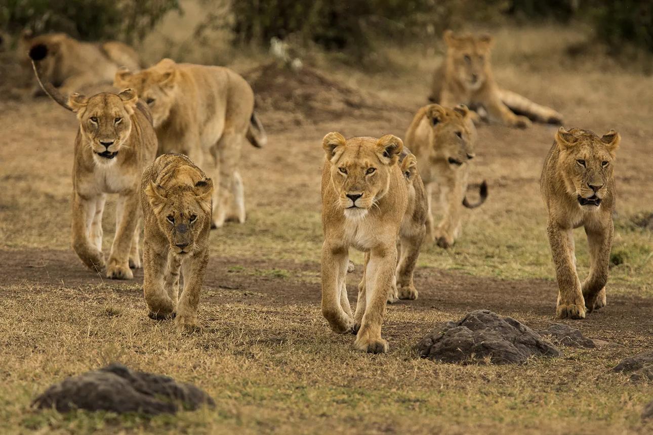 L. Nakuru, Maasai Mara, Amboseli, Tsavo & Diani